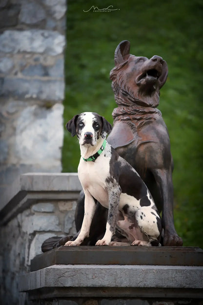 Dog Collar Nylon Adjustable Webbing Padded Soft Reflective Durable Various colors